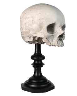 J. DOE Totenkopf Auf Sockel 20cm -Halloween Kostüm Geschäft j doe totenkopf auf sockel j doe totenschaedel auf sockel j doe skull plinth gothic homware 54857 01