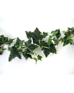 Mehrfarbige Efeugirlande 180cm 5 Mehrfarbige Efeugirlande 180cm -Halloween Kostüm Geschäft mehrfarbige efeugirlande halloween efuegirlande variegarted ivy garland halloween deko 53712 03