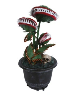 Zubeißende Venus Fliegenfalle 36cm