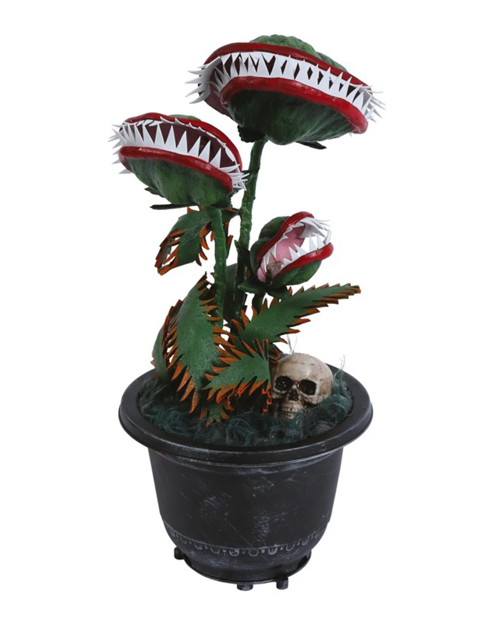 Zubeißende Venus Fliegenfalle 36cm 1 Zubeißende Venus Fliegenfalle 36cm